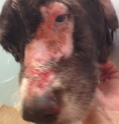 Radiation burn on pet spaniel's snout before wheatgrass radiation treatment burns on dog's snout