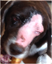 Radiation burns on dog's snout heal in 6 days wheatgrass extract heals radiation burns on dog snout