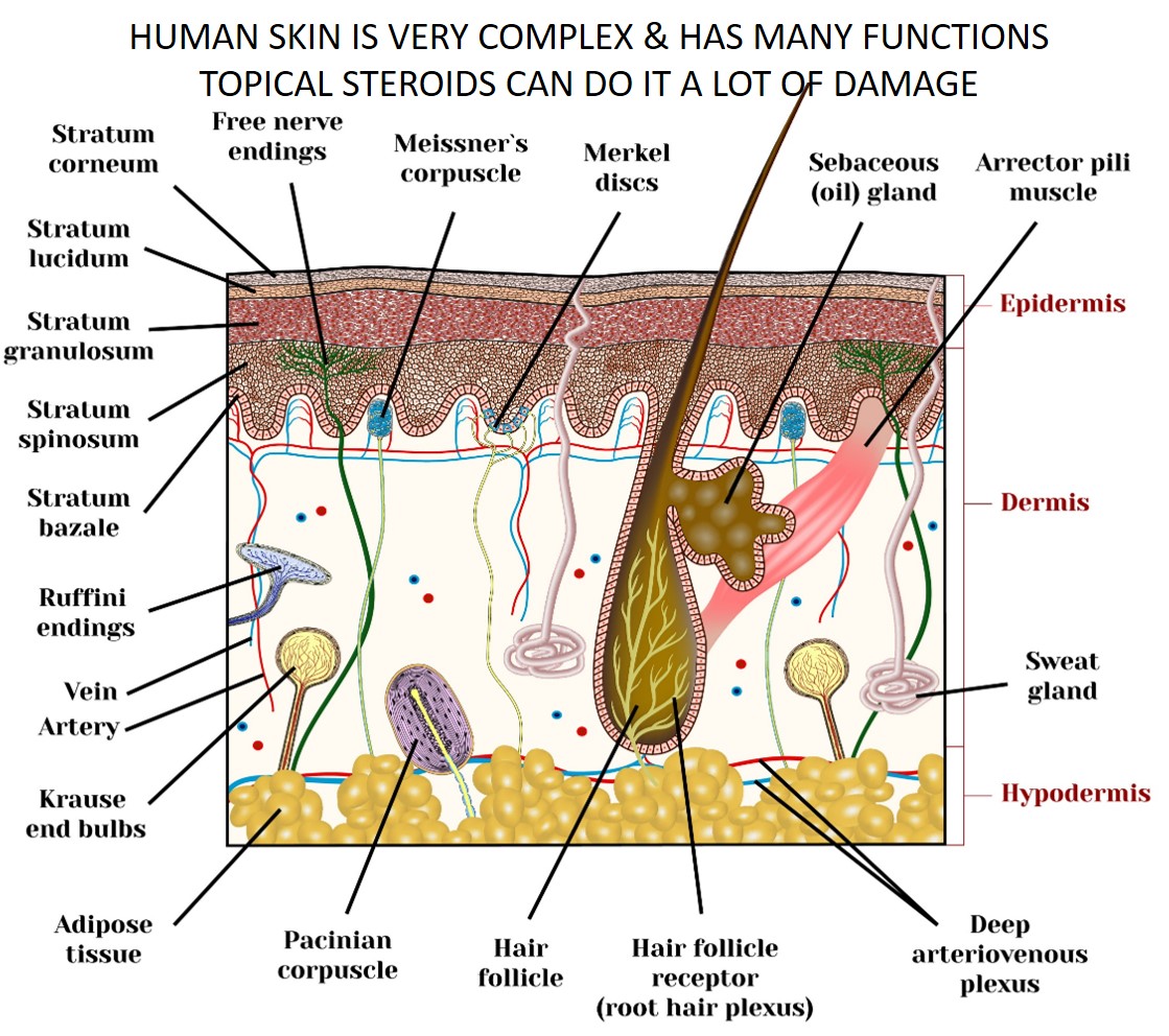 skin structure