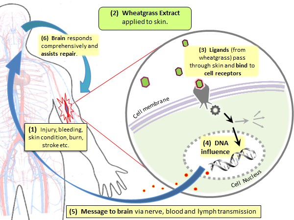 HOW WG WORKS DIAGRAM OVERVIEW How ligands in wheatgrass extract reconnect the periphery to the brain.