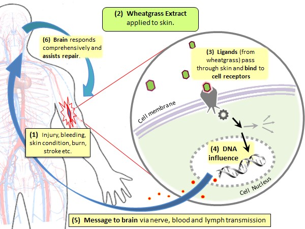 Fig. 7. Probably how wheatgrass extract helps heal an injury.  (1) The skin is damaged, leading to "de-coupling" of  neurones that normally feed comprehensive information to the brain  essential for maintaining normal function of the area. (2) Wheatgrass extract appears to assist in reconnecting damaged cell receptors from the periphery to the brain by "neuronal re-coupling". 