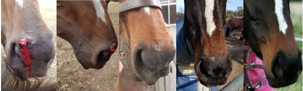 Horse nose wheatgrass extract heals equine sarcoid