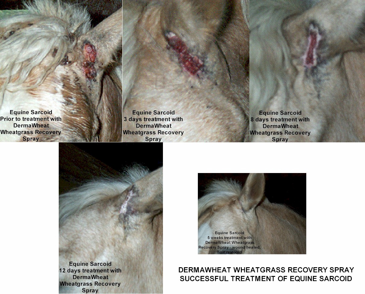 wheatgrass extract heals equine sarcoid