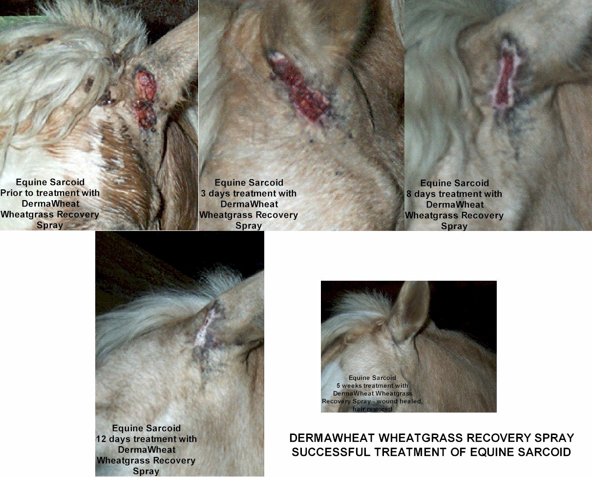 eqine sarcoid composite wheatgrass extract heals equine sarcoid