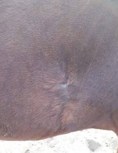 wheatgrass heals very large horse wound