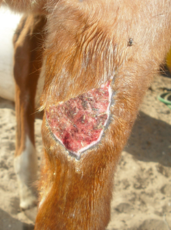 large horse leg wound healing quickly with wheatgrass