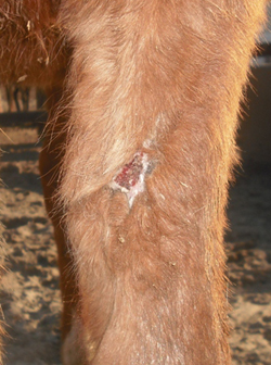 large horse leg wound almost completely healed by wheatgrass extract