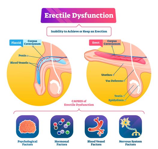 Erectile dysfunction is mainly due to malfunction of blood supply i.e. the penile arteries, veins, or both, especially in older men. Wheatgrass extract actively assists blood circulation.