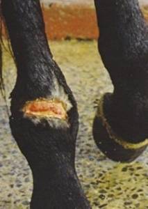 Fig. 2. A deep, infected fetlock wound unresponsive to 9 months veterinary treatment.