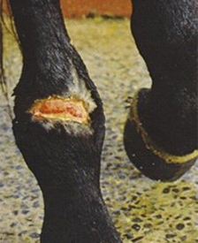Wound on horse leg