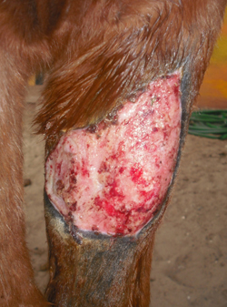 large horse leg wound clean after 2 weeks application of wheatgrass extract
