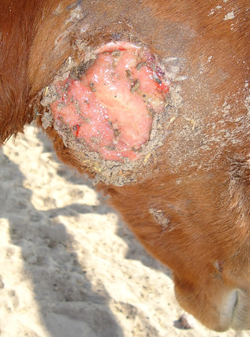 Right-Cheek-Day-1-Pre-Wheatgrass large wound on horse's jaw pre-wheatgrass treatment