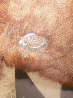 large wound on horse's jaw healing with wheatgrass