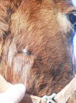 Right-CheekDay-49 large full thickness wound on horse's jaw healed completely in 7 weeks