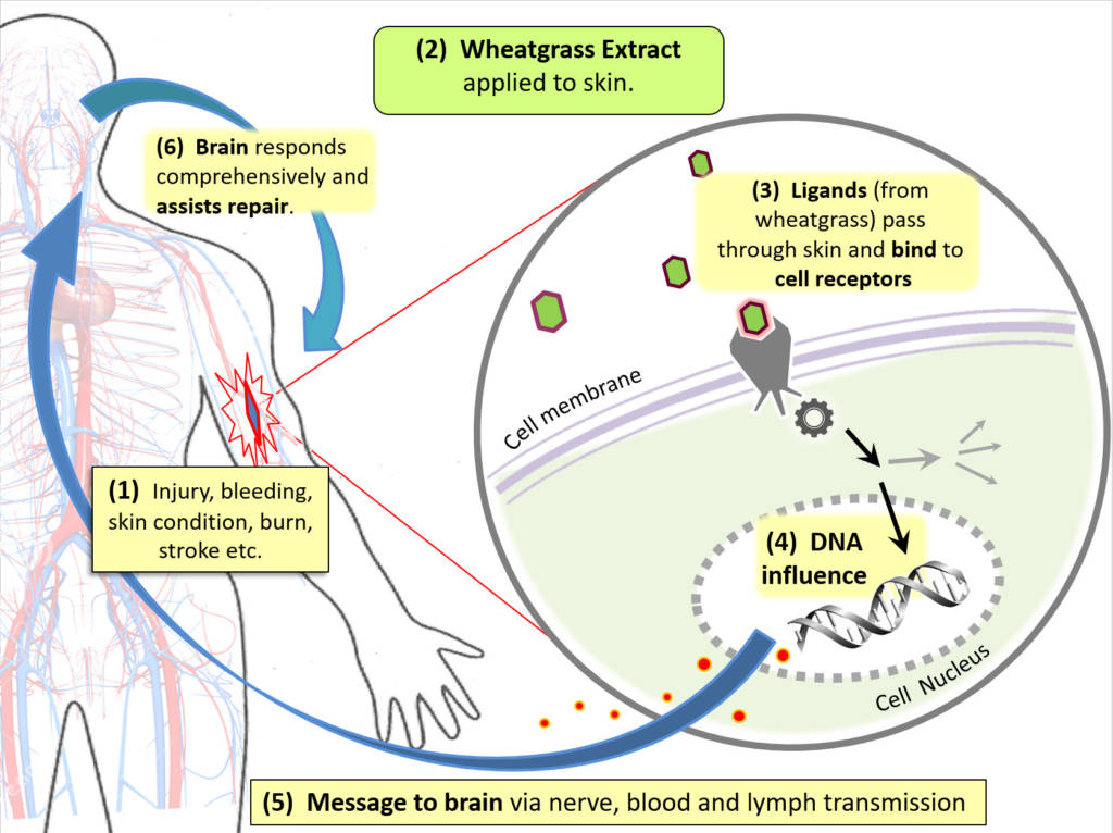 How wheatgrass extract heals A Medical Doctor's Guide to Wheatgrass