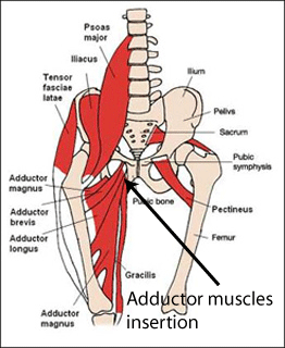 adductors