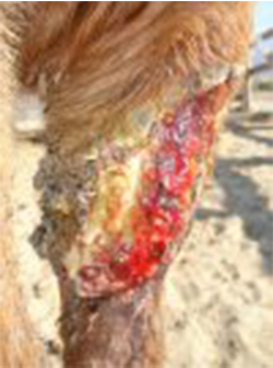 large, infected horse leg wound pre-wheatgrass