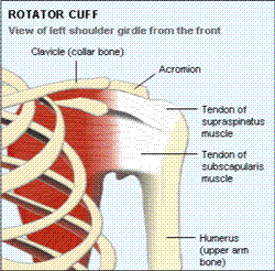 shoulder_New Rotator cuff or shoulder impingement syndrome
