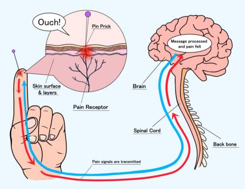 skin and spinal cord pin prick return arrow (004) Fig. 1. How you feel pain on your skin. Wheatgrass extract can prevent pain reaching the brain by inhibiting or blocking Substance P, even some time after the incident.