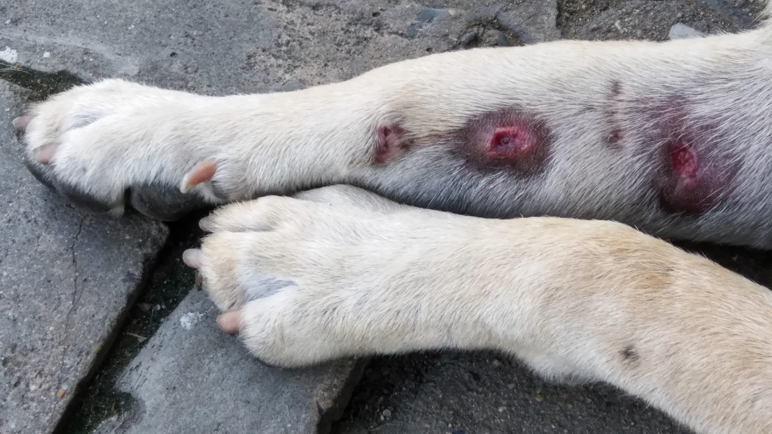 DOG HOTSPOTS DOG HOTSPOTS