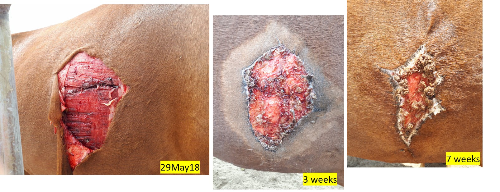 ATTICUS WOUND 7 WKS wheatgrass heals horse wound