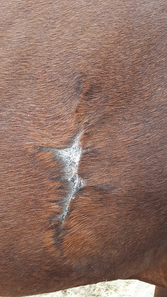 wheatgrass healing large equine wound