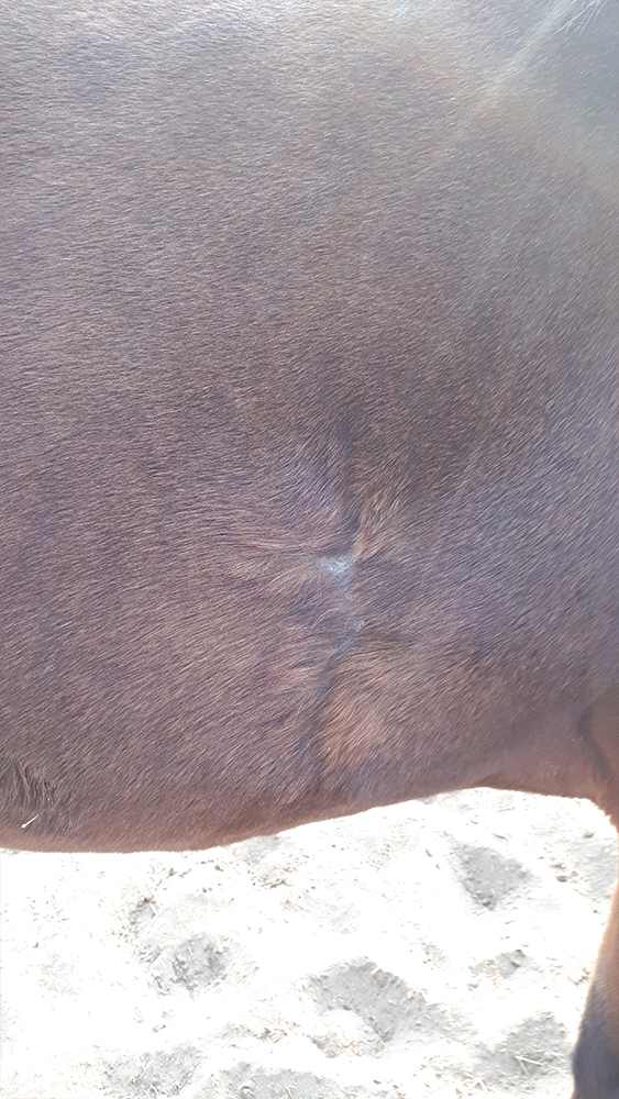 wheatgrass completely heals large horse wound