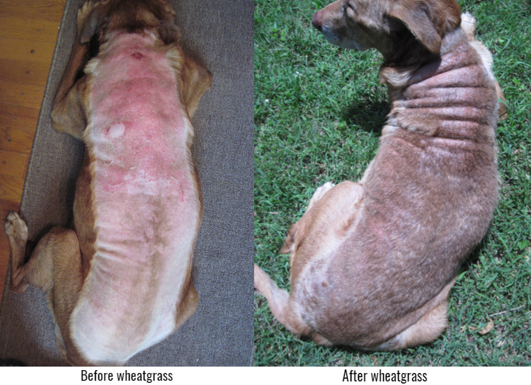 wheatgrass extract eliminates dog's dermatitis
